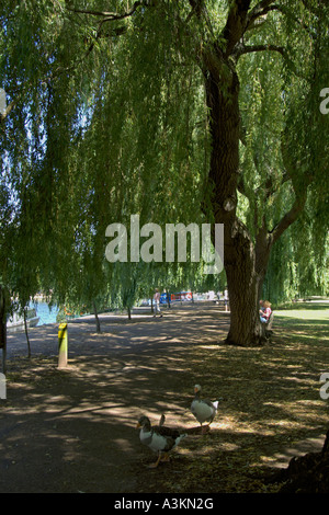 Fluß Avon Walk Weiden neben Fluss Stratford-Upon-Avon Warwickshire England Stockfoto