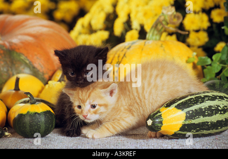 zwei Katzen Kätzchen - sitzen zwischen Kürbisse Stockfoto