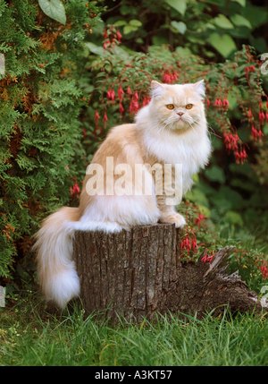 Perserkatze. Erwachsener in einem Garten, sitzt auf einem Baumstumpf Stockfoto