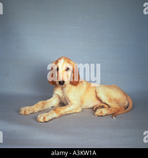 Afghanischer Windhund-Hund - Welpe - liegend Stockfoto