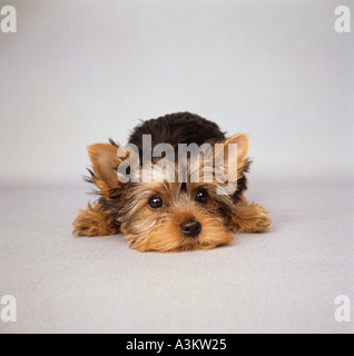 Yorkshire-Terrier Hund Welpen - liegend Stockfoto