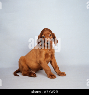 Irish Red Setter Hund - Welpe, sitzend Stockfoto