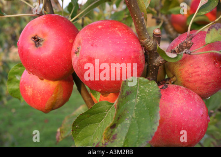 Apfel (Malus Domestica) Weihnachten Permeain Stockfoto