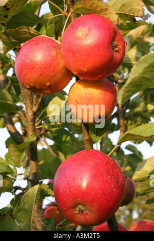 Apfel (Malus Domestica) Weihnachten Permeain Stockfoto