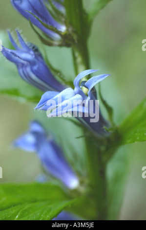 Große blaue Lobelie Wildblumen Stockfoto