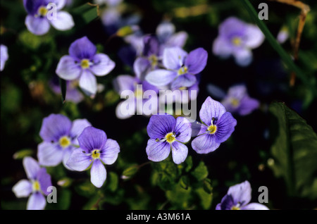 Gemeinsamen Feld-Ehrenpreis Veronica persica Stockfoto