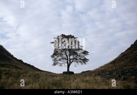 Einsamer Platane wachsen neben Hadrian Wand an einem Ort bekannt als Sycamore Gap Stockfoto