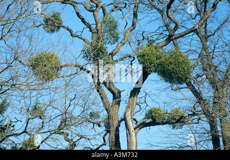 Oxford Mistel wächst in Büscheln auf Winterbäume Stockfoto