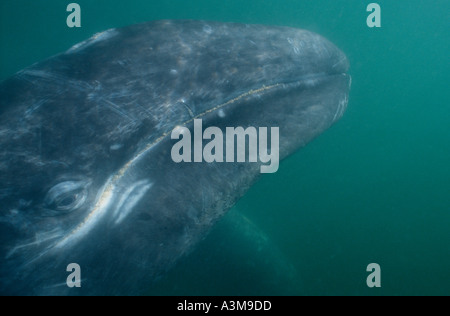 GRAUWAL (Eschrichtius Robustus) Baby Unterwasser, San Ignacio Lagune, Baja California, Mexiko Stockfoto