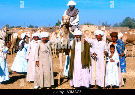 Kamelmarkt Ägyptens Stockfoto