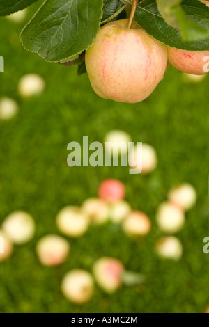 Einen Apfel in Baum und Gruppe von gefallenen Äpfel unter dem Apfelbaum Stockfoto