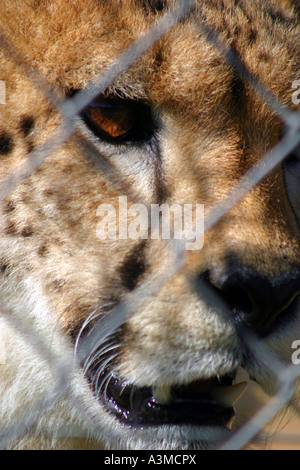 ein Käfig Gepard Stockfoto