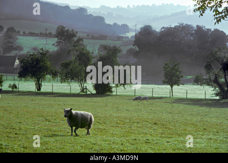 Dawn Blick über Schafe Felder, Chilterns Fingest, Großbritannien Stockfoto