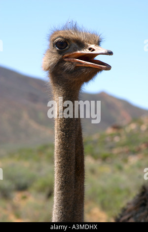 Vogel Strauß den Kopf Stockfoto