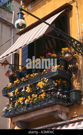 Eine bunte Anzeige von gelb und lila Stiefmütterchen in einem Fenster in Venedig Italien Stockfoto