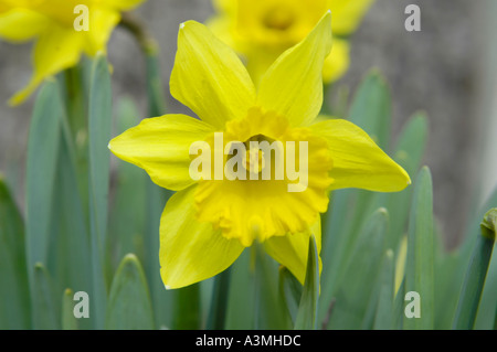Gelbe Narzissen blühen im zeitigen Frühjahr, der wissenschaftliche Name für diese Spezies Narcissus Pseudonarcissus ist Stockfoto