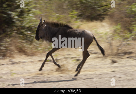 Juvenile wandernden Gnus laufen Grumeti Tansania Stockfoto