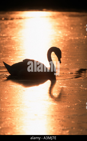 Höckerschwan Cygnus Olor bei Sonnenaufgang Stockfoto