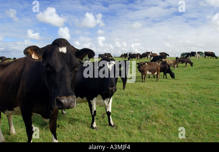 Kühe auf einem Bauernhof in der Nähe von Waiuku auf der Nordinsel in Neuseeland Stockfoto