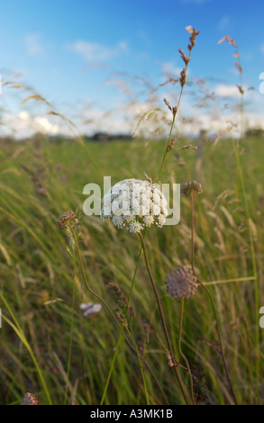 Wildblumen Wiese Nordinsel Neuseeland Stockfoto