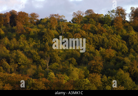 Baumkronen zu Beginn des Herbstes in Marlow England Stockfoto