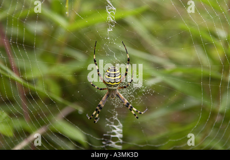 Wasp Spider Argiope Bruennichii Spinnen ein Tau bedeckt Netz Stockfoto