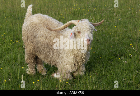 Angora-Ziege auf North Island in Neuseeland Stockfoto