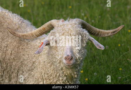 Angora-Ziege auf North Island in Neuseeland Stockfoto