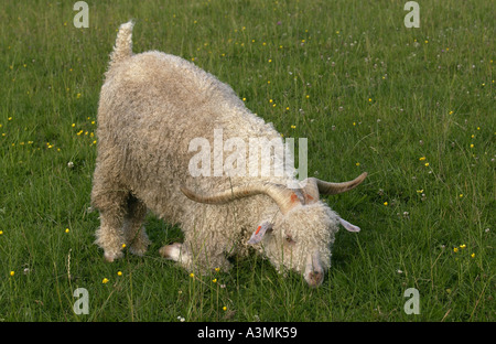 Angora-Ziege auf North Island in Neuseeland Stockfoto