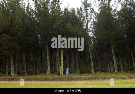 Touristen fotografieren, Moos und Flechten auf Baum Nordinsel Neuseeland Stockfoto