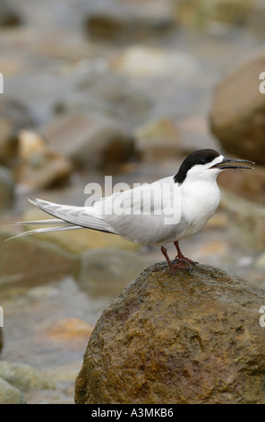 White-fronted Seeschwalben Sterna Striata in Nordinsel Neuseeland Stockfoto