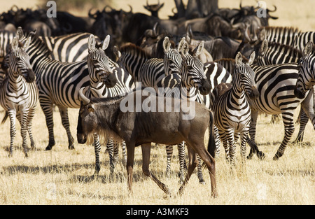 Blaue Gnus und gemeinsamen Ebenen Zebra Grant s Grumeti Tansania Stockfoto