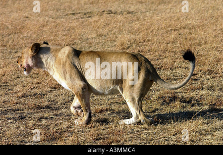 Löwin Jagd Grumeti mit einem verlorenen Pfote nach dem Fang in einem Wilderer Snare Tansania Ostafrika Stockfoto