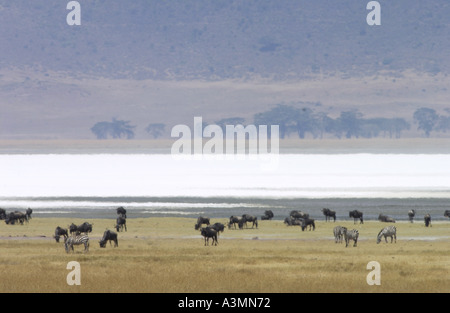 Streifengnu Ngorongoro Krater Tansania Ostafrika Stockfoto