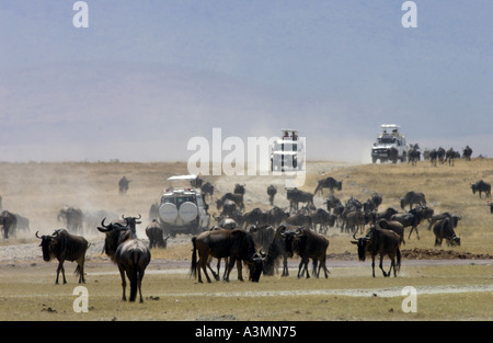 Herde von Gnus Ngorongoro Krater Tansania Ostafrika Stockfoto