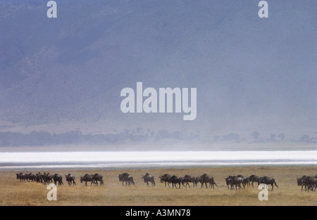 Herde von Gnus Ngorongoro Krater Tansania Ostafrika Stockfoto