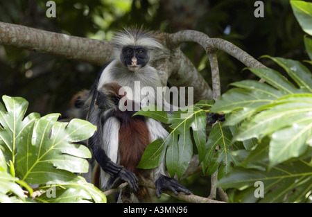 Erwachsenen Sansibar Red Colobus Affen mit ihrem Baby im Wald, Sansibar Stockfoto