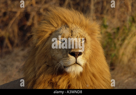 Männlicher Löwe Panthera Leo A Lion Grumeti Tansania Ostafrika Stockfoto