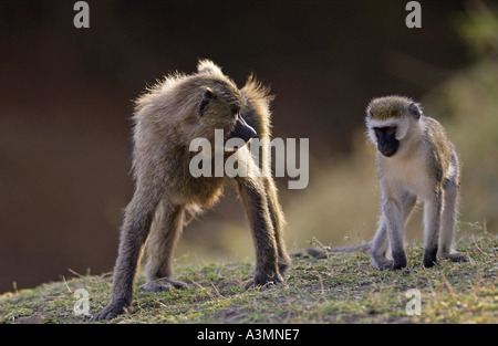 Olive Baboon starrte Vervet Affen Green Monkey Grumeti Tansania Stockfoto