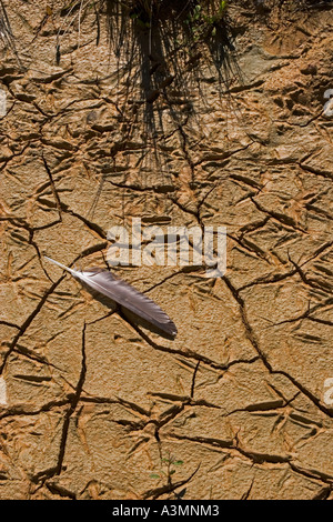 Nahaufnahme von getrocknetem Schlamm im Reservoir wegen Trockenheit Fußabdrücke und Feder Vogel zeigen Stockfoto