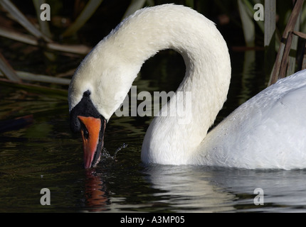 Höckerschwan Dilettantismus auf dem River Windrush in Oxfordshire-England Stockfoto