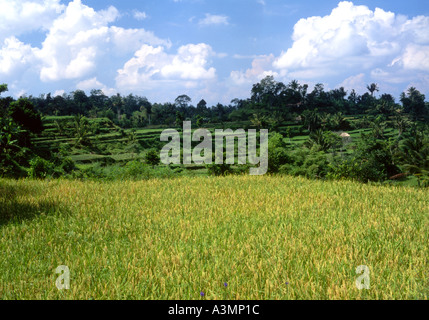 Bereich der Reifung Reis Tete Batu Ost-Lombok-Indonesien Stockfoto