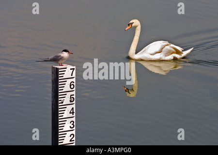 Tern und Höckerschwan am Stausee, London, UK Stockfoto