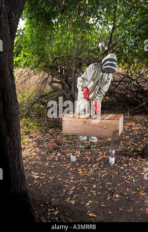 Imker, die Aufhebung der Waben von Hive mit tropischen afrikanischen Bienen unter einem Mangobaum, Ghana, Westafrika Stockfoto