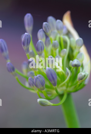 Agapanthus africanus Stockfoto