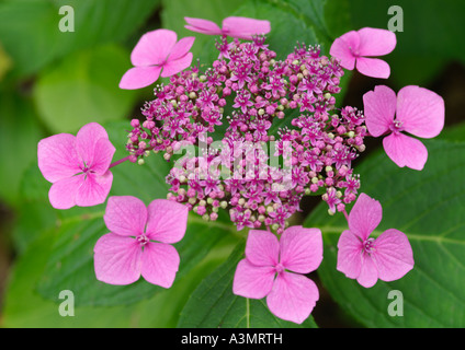 Hydrangea Macrophylla Taube Stockfoto