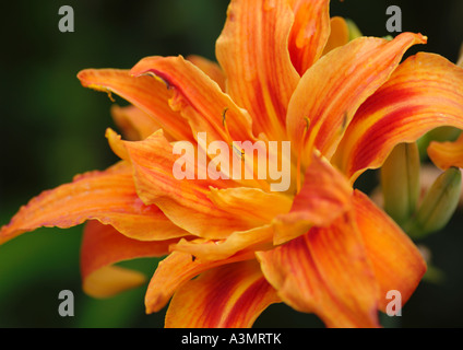 Hemerocallis Fulva Flore Pleno hautnah Stockfoto