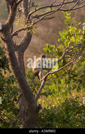 Vervet oder Green Monkey im Baum an Mole National Park, Ghana, Westafrika Stockfoto