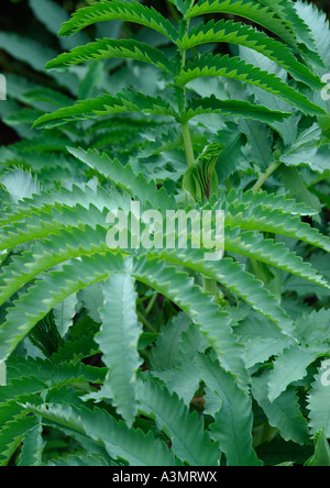 Melianthus großen Stockfoto