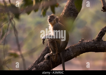 Vervet oder Green Monkey im Baum an Mole National Park, Ghana, Westafrika Stockfoto